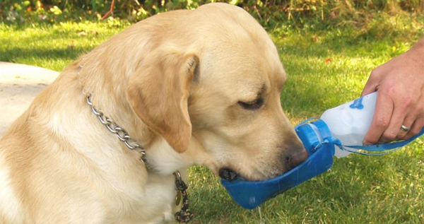 Dog Water Bottle