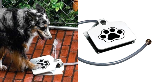Doggie Water Fountain