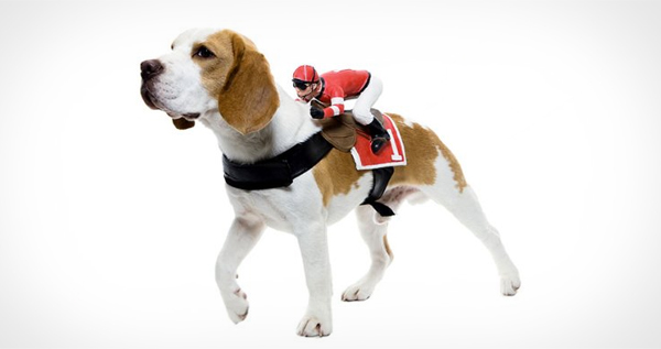 Jockey Dog Rider – Pet Costume