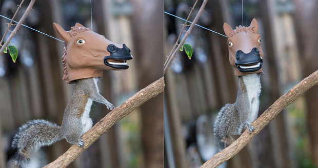 Horse Head Squirrel Feeder