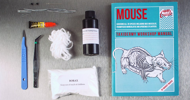 Mouse Taxidermy Kit