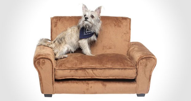 Pet Couch